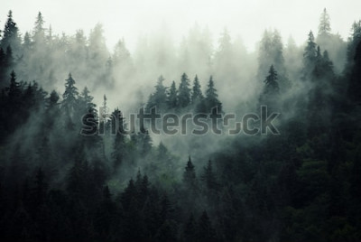 Papier peint  Forêt brumeuse avec des sapins