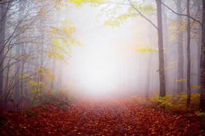 Papier peint  Forêt brumeuse d'automne