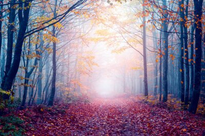Papier peint  Forêt brumeuse d'automne