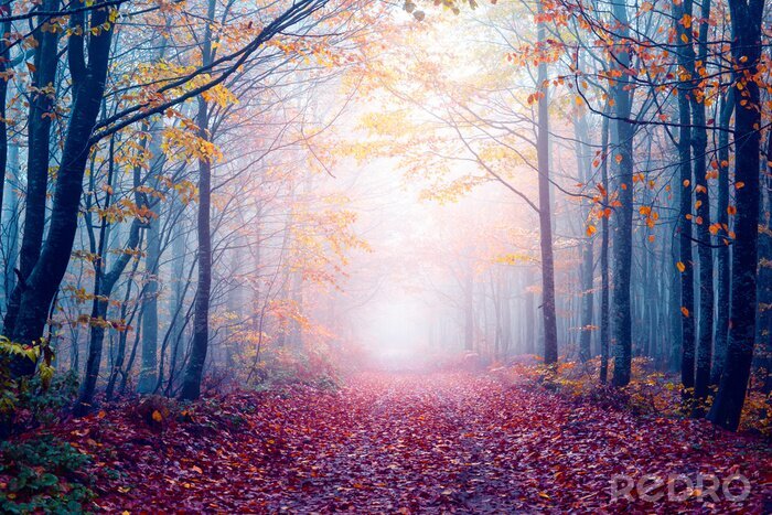 Papier peint  Forêt brumeuse d'automne