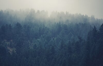 Papier peint  Forêt brumeuse dans le Colorado