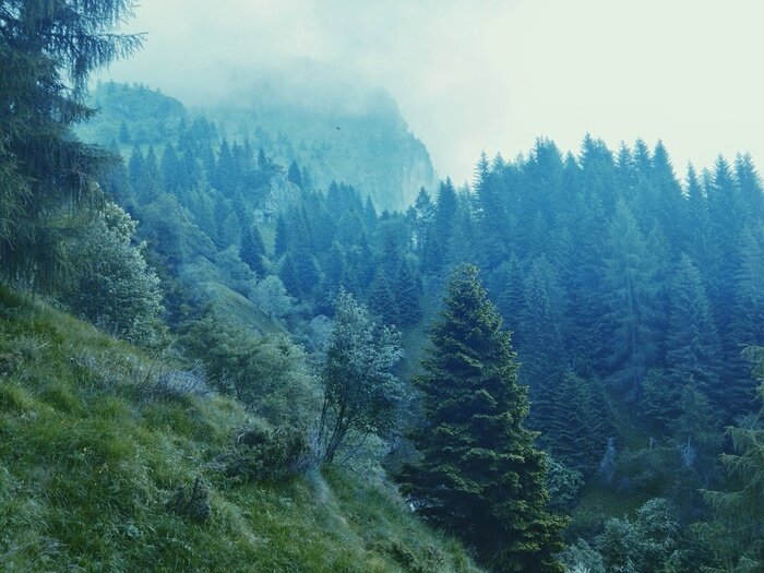 Papier peint  Forêt brumeuse dans les dolomites