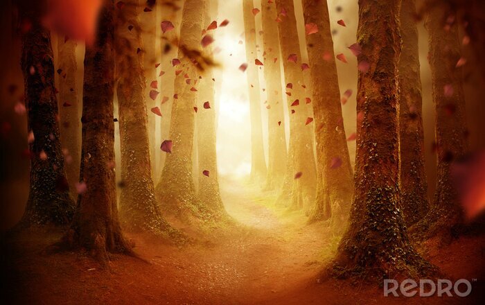 Papier peint  Forêt brumeuse fantastique en automne