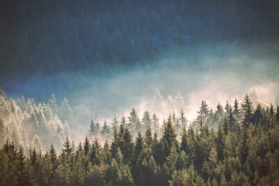 Forêt brumeuse illuminée