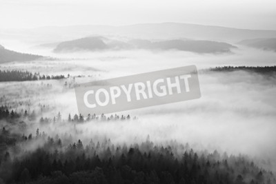 Papier peint  Forêt brumeuse monochrome