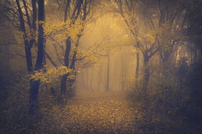 Forêt brumeuse mystérieuse avec un regard de conte de fées