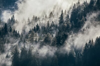 Forêt brumeuse sur la pente