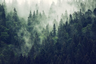 Papier peint  Forêt brumeuse sur un flanc de montagne
