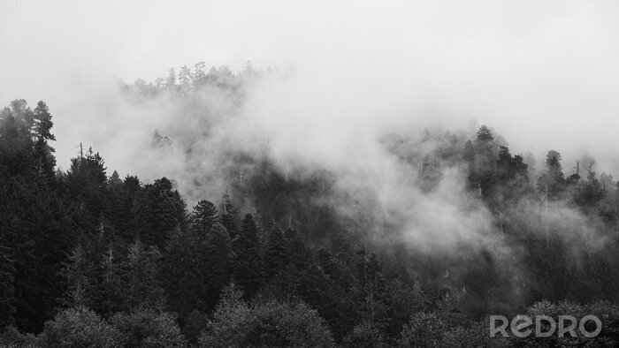 Papier peint  forêt californienne dans le brouillard
