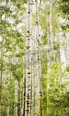 Papier peint  Forêt claire avec bouleaux