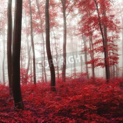 Papier peint  Forêt cramoisie