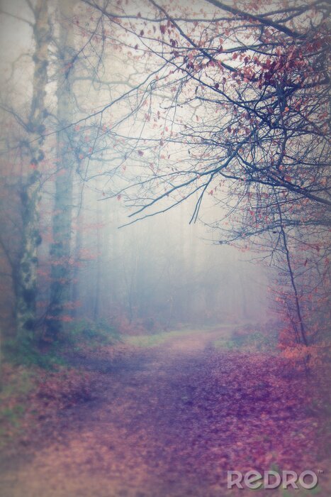 Papier peint  Forêt d'automne brumeuse
