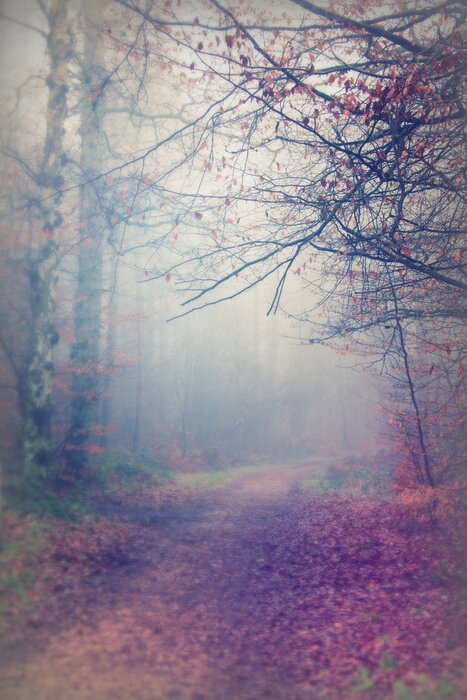 Papier peint  Forêt d'automne brumeuse