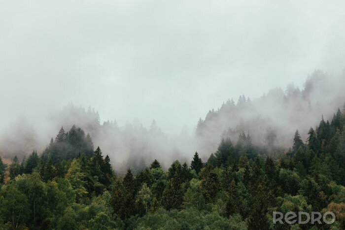 Papier peint  Forêt d'automne enveloppée de brume