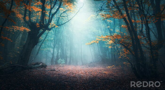 Papier peint  Forêt d'automne fantastique