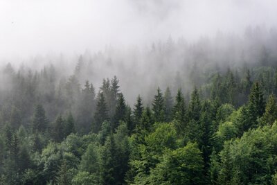 Papier peint  Forêt d'épicéas de montagne verdoyante enveloppée de brouillard matinal