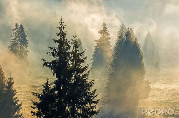 Papier peint  Forêt d'épicéas derrière le brouillard