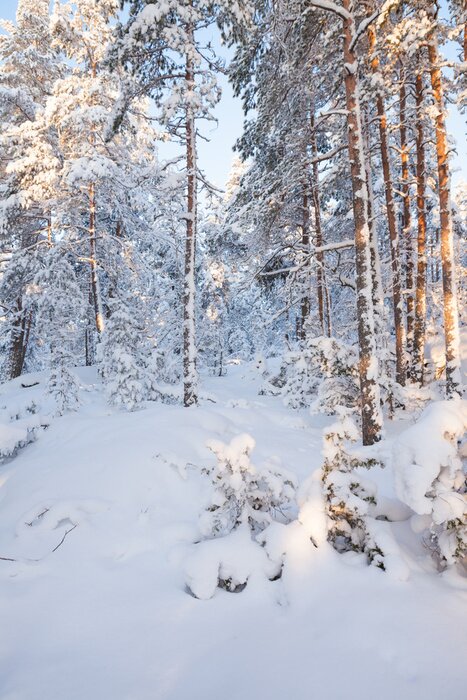 Papier peint  Forêt d'hiver avec bouleaux