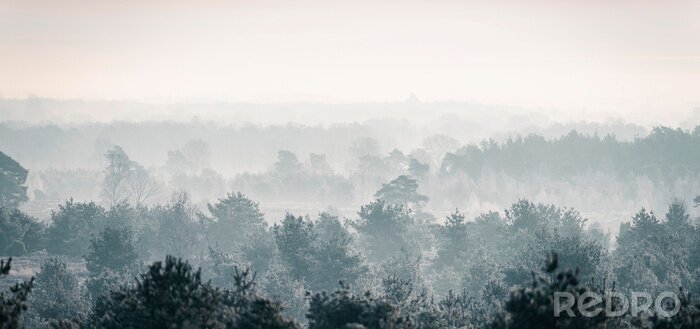 Papier peint  Forêt d'hiver de pin dans la brume.