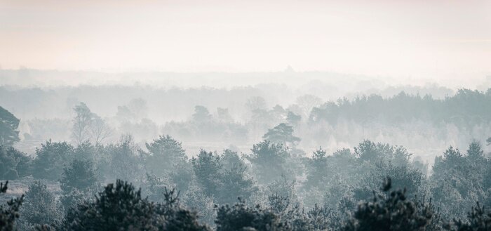 Papier peint  Forêt d'hiver de pin dans la brume.