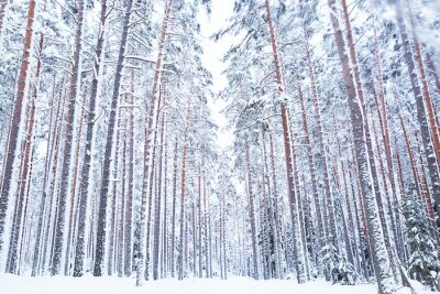 Papier peint  Forêt d'hiver en Russie