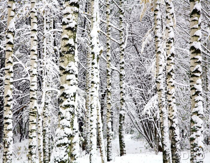 Papier peint  Forêt d'hiver et bouleaux