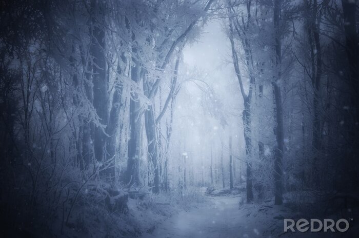 Papier peint  Forêt d'hiver fantastique