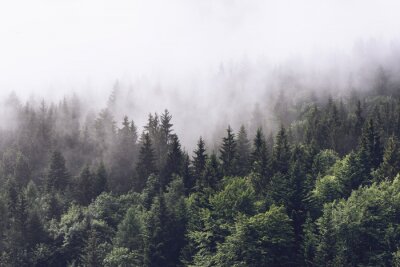 Papier peint  Forêt dans le brouillard