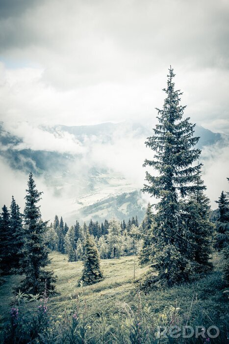 Papier peint  Forêt dans le brouillard