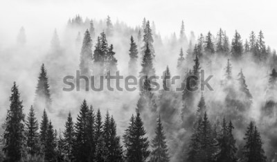 Papier peint  Forêt dans le brouillard, paysage en noir et blanc