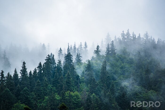 Papier peint  Forêt dans le brouillard vue du ciel
