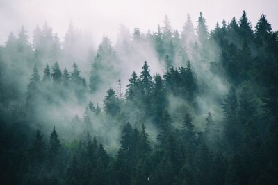 Forêt dans les nuages et le brouillard