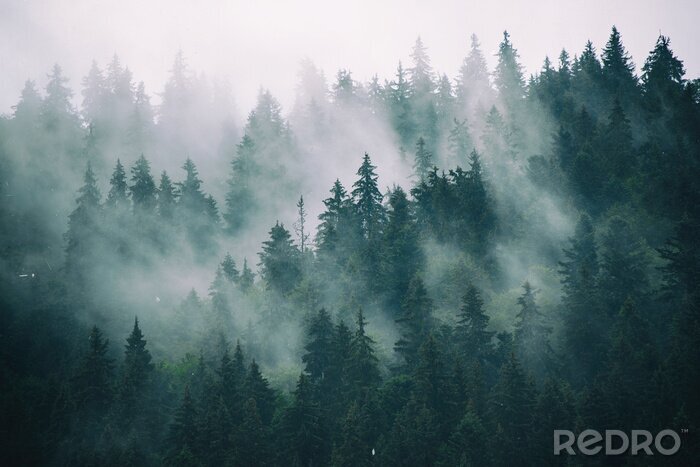 Papier peint  Forêt dans les nuages et le brouillard