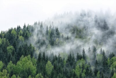 Papier peint  Forêt dans une fine brume