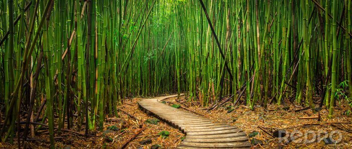 Papier peint  Foret de bambou