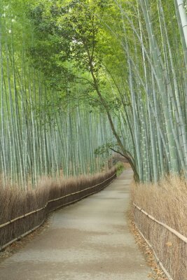 Papier peint  Forêt de bambou japonaise