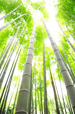 Papier peint  Forêt de bambous