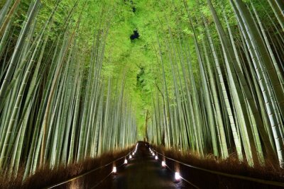 Papier peint  Forêt de bambous au Japon