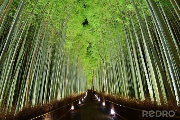 Papier peint  Forêt de bambous au Japon