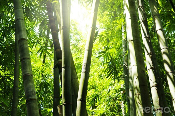 Papier peint  Forêt de bambous au soleil