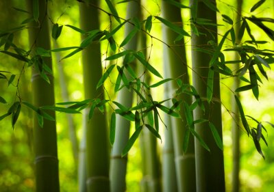 Papier peint  Forêt de bambous de près