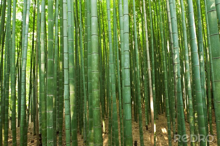 Papier peint  Forêt de bambous et soleil