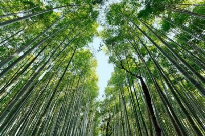Papier peint  forêt de bambous japonais arashiyama, Kyoto, Japon