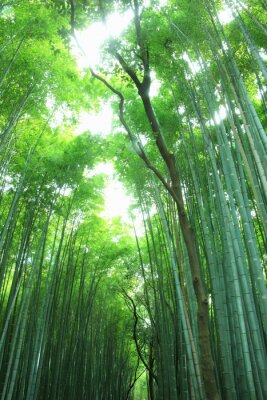 Papier peint  Forêt de bambous verts