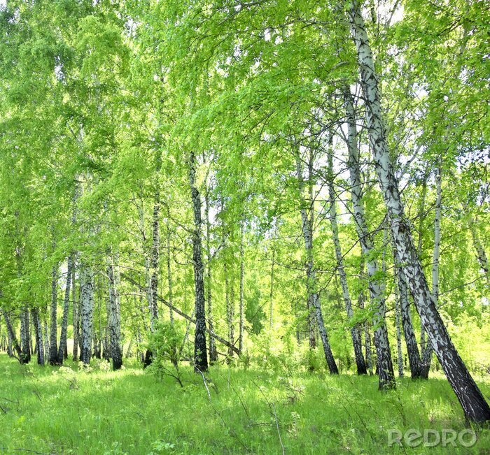 Papier peint  Forêt de bouleaux