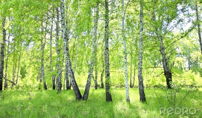 Papier peint  Forêt de bouleaux