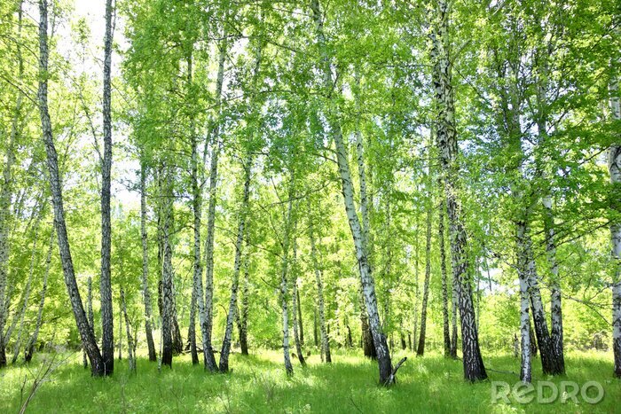 Papier peint  Forêt de bouleaux