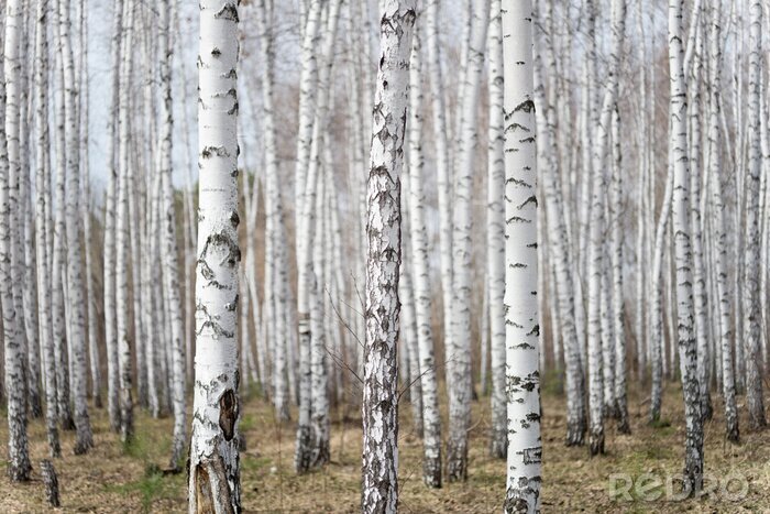 Papier peint  Forêt de bouleaux
