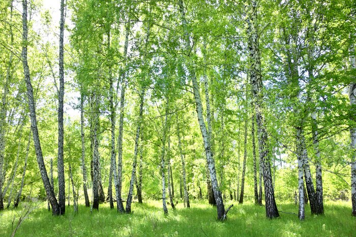 Papier peint  Forêt de bouleaux