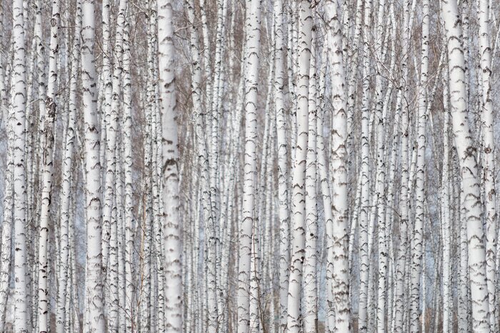 Papier peint  Forêt de bouleaux